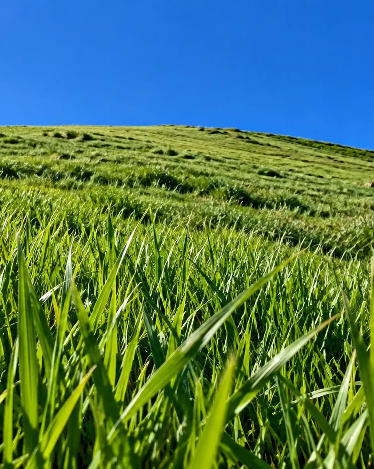 Tall green grass on a hillside under a clear blue sky