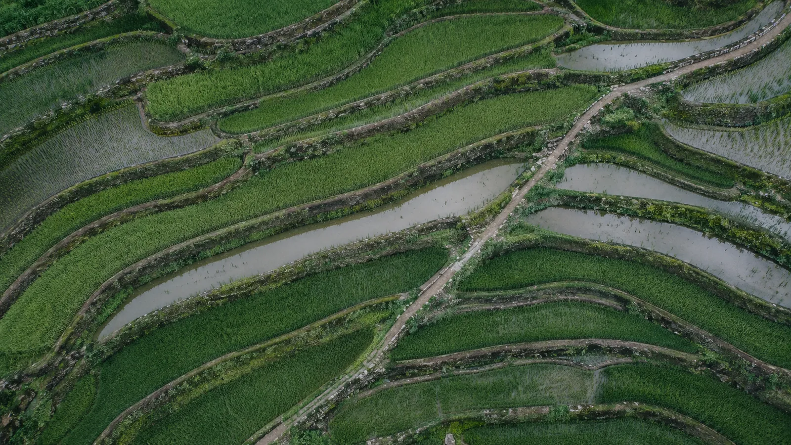 Rice terraces seen from directly above, curved walls forming stepped bands