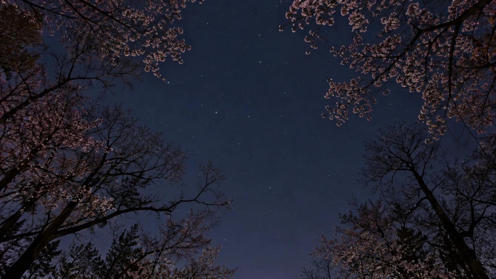 Blossoming trees against a night sky with faint stars
